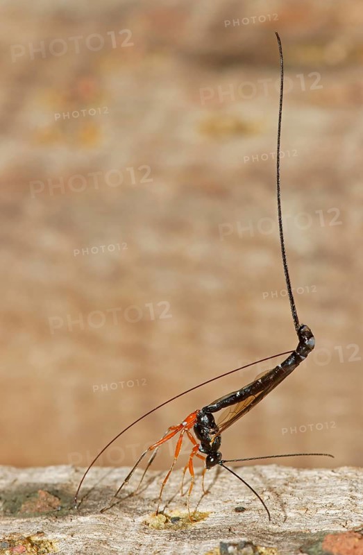 Wood wasp (Ephialtes manifestator) in the oviposition