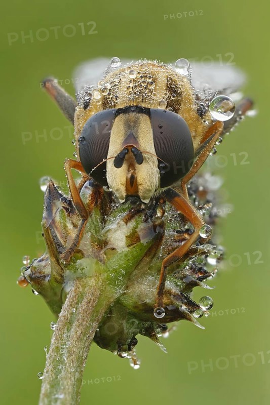 Hoverfly (Helophilus pendulus)