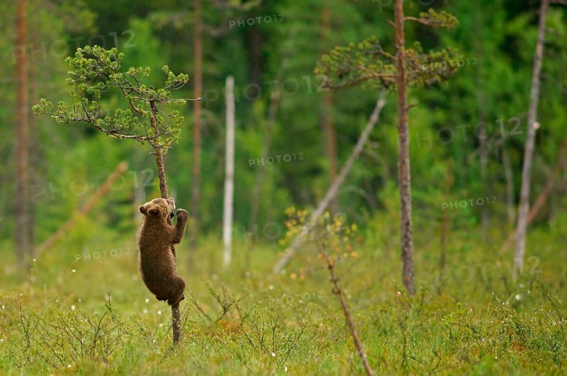 Brown Bear (Ursus arctos)