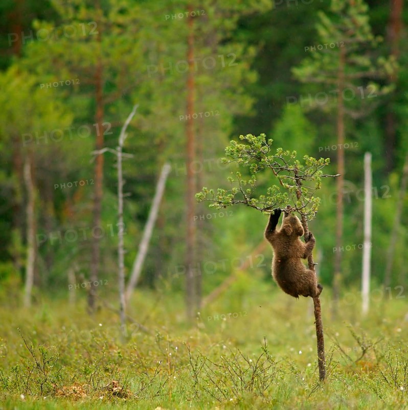 Brown Bear (Ursus arctos)