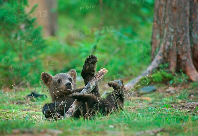 Brown Bear (Ursus arctos)