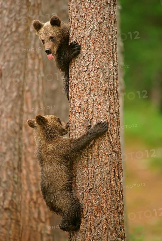 Brown Bears (Ursus arctos)