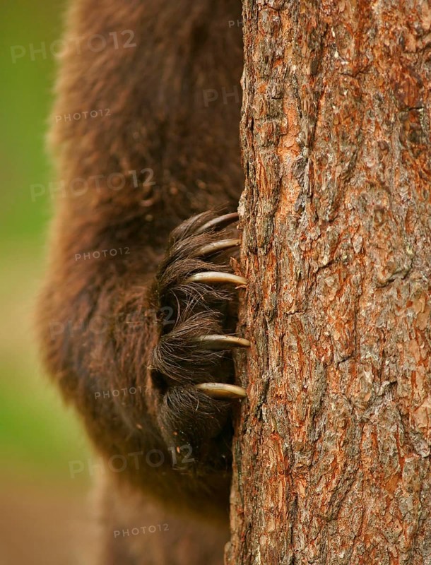 Brown Bear (Ursus arctos)