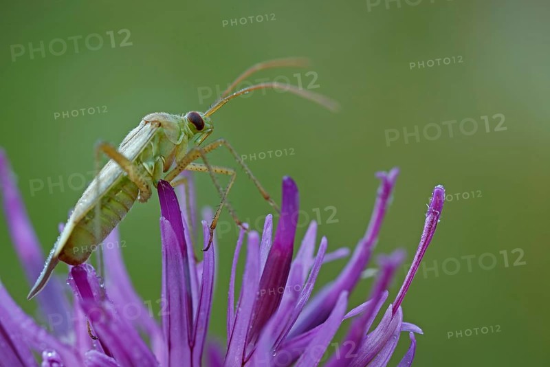 Alfalfa Plant Bug (Adelphocoris lineolatus)
