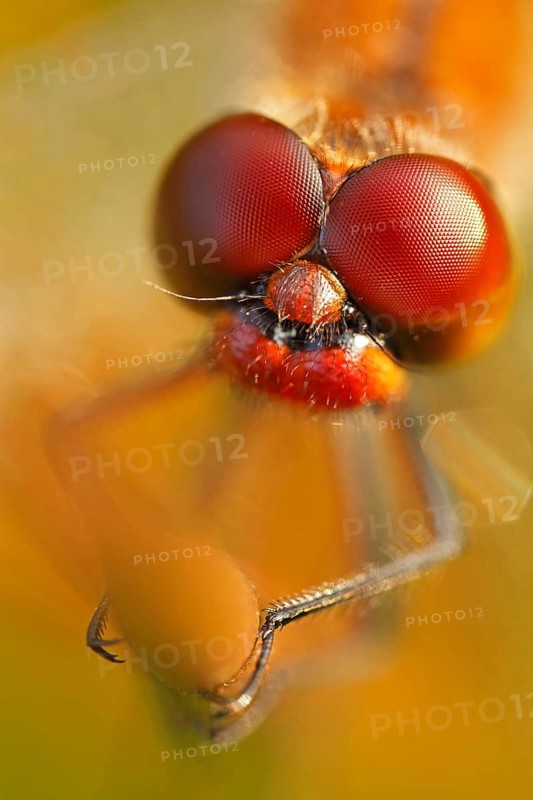 Ruddy Darter (Sympetrum sanguineum)