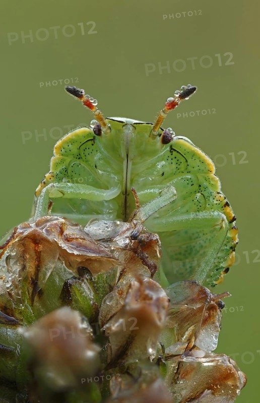 Larva of the Common Green Shieldbug (Palomena prasina)