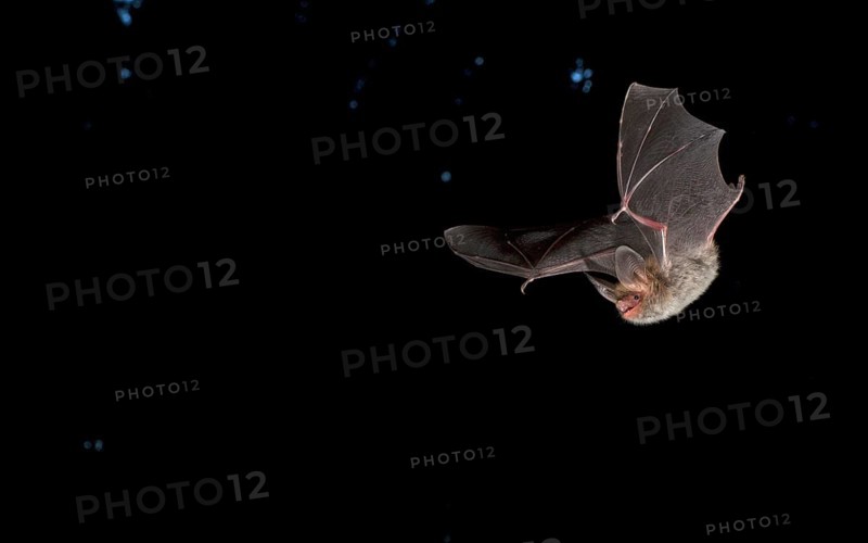 Bechstein's Bat (Myotis bechsteinii)