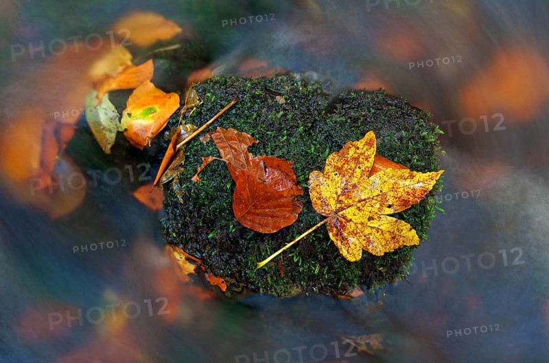 Autumn leaves in the Nidda river