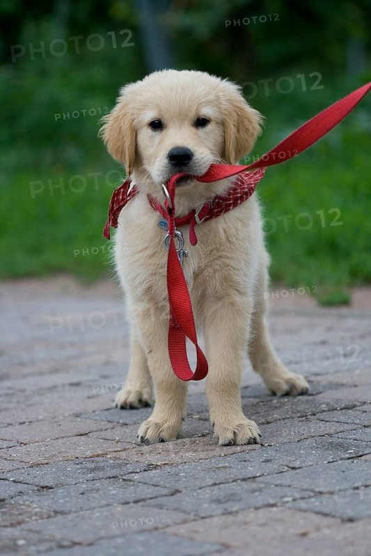 Golden Retriever puppy on a leash