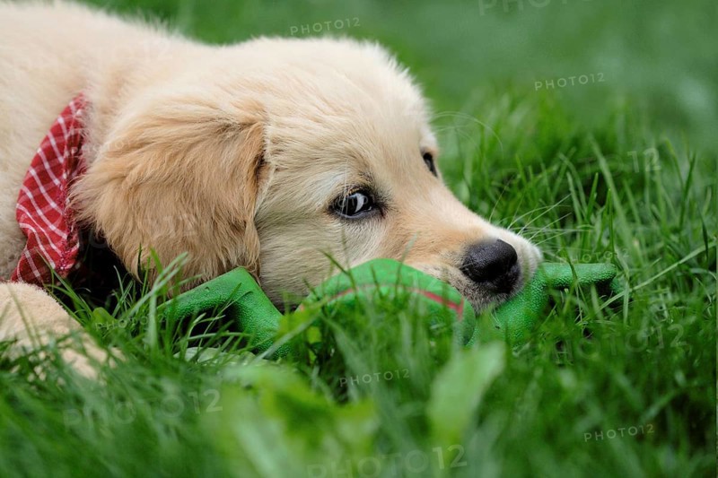 Golden Retriever puppy