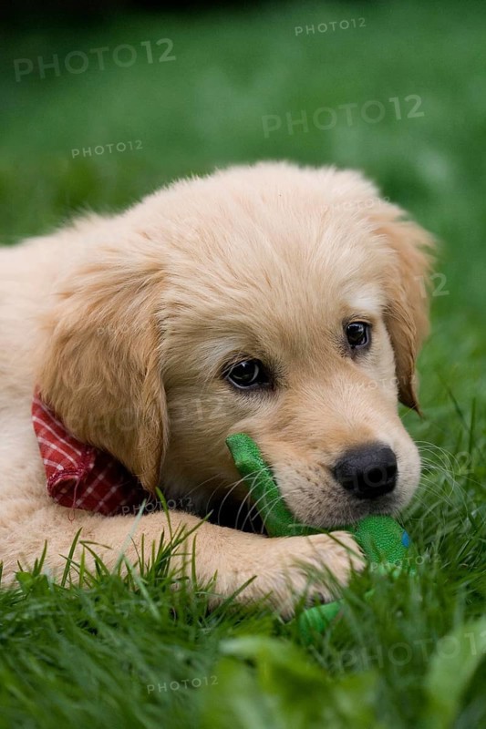 Golden Retriever puppy