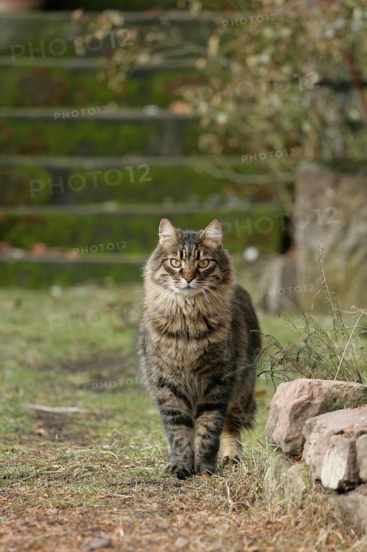 House Cat