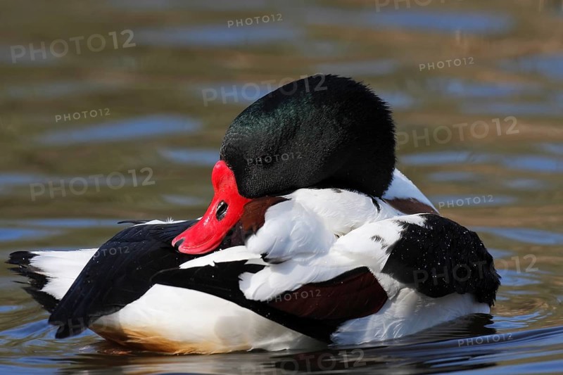 Common Shelduck (Tadorna tadorna)