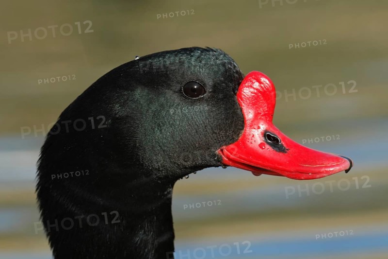 Common Shelduck (Tadorna tadorna)