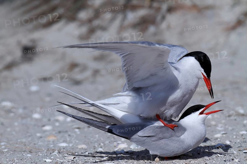 Common Tern (Sterna hirundo)