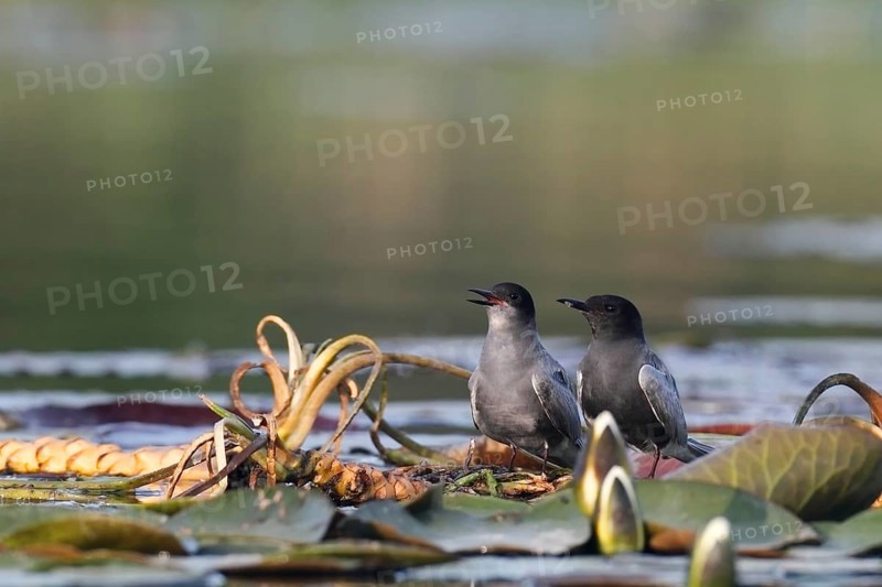 Pair of Black Tern (Chlidonias niger) during courtship in a biotope on the Trebel River