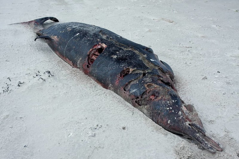 Sowerby's Beaked Whale (Mesoplodon bidens)