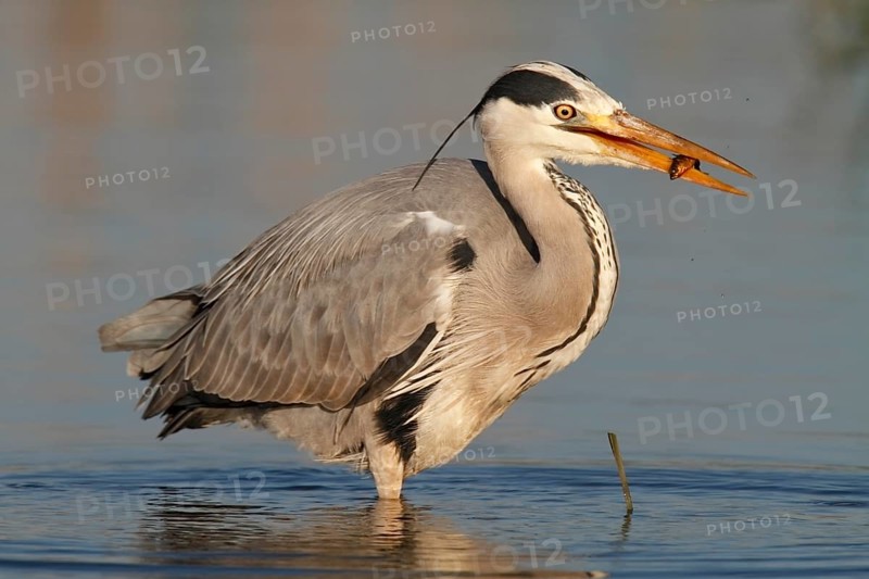 Grey Heron (Ardea cinerea) with caught stickleback