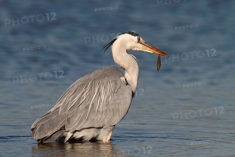 Grey Heron (Ardea cinerea) with caught stickleback