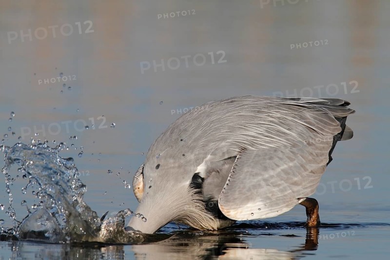 Grey Heron (Ardea cinerea) plunging into water to catch a fish