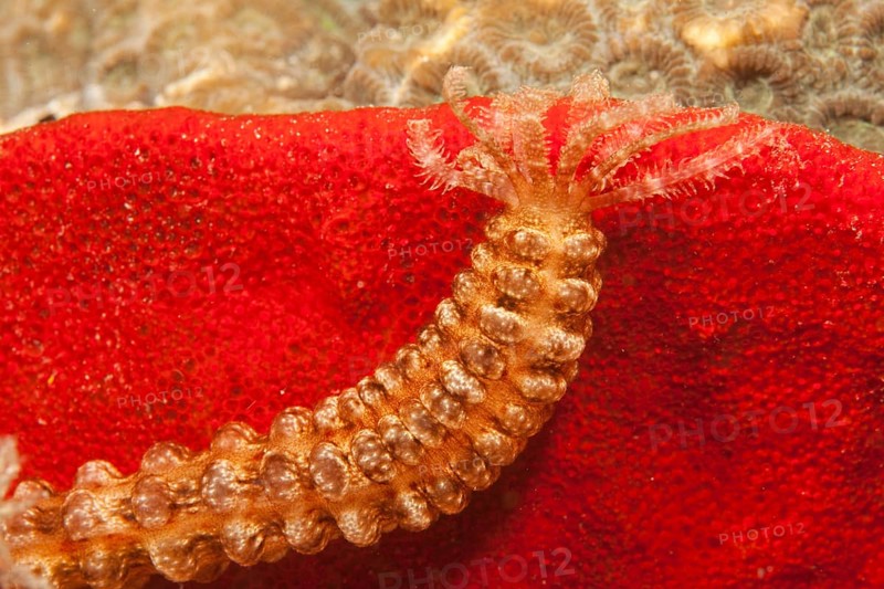 Sea Cucumber (Synapta sp.)