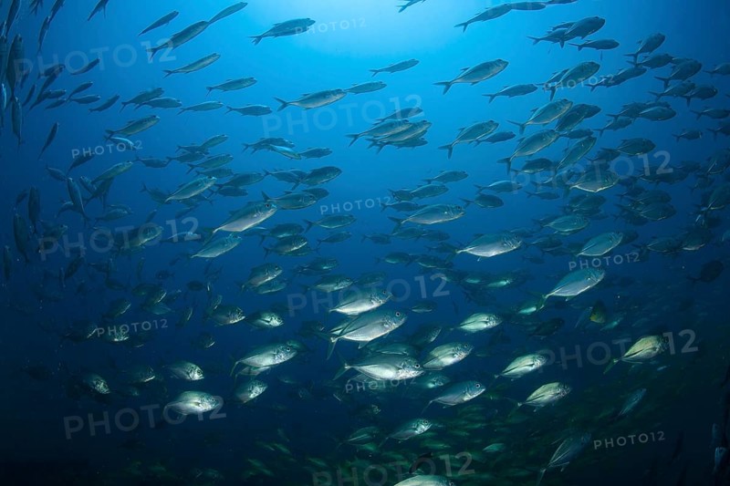 School of Bigeye Trevally (Caranx sexfasciatus)