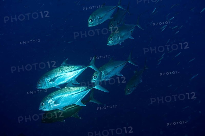 Bigeye Trevally (Caranx sexfasciatus)