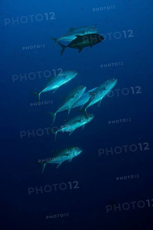 Bigeye Trevally (Caranx sexfasciatus)