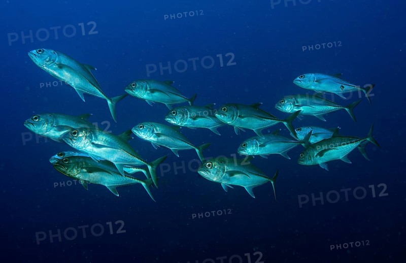Bigeye Trevally (Caranx sexfasciatus)