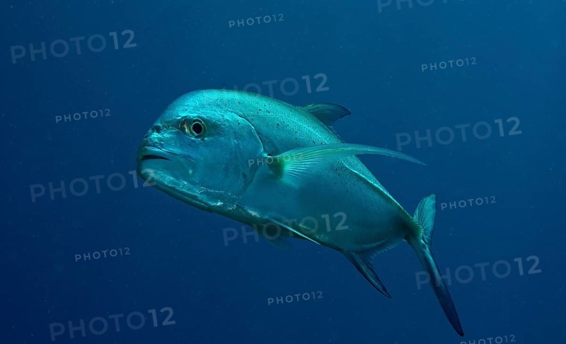 Giant Trevally or Giant Kingfish (Caranx ignobilis)