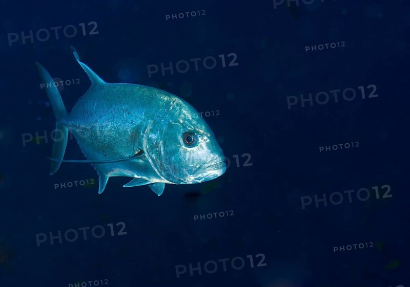 Giant Trevally or Giant Kingfish (Caranx ignobilis)