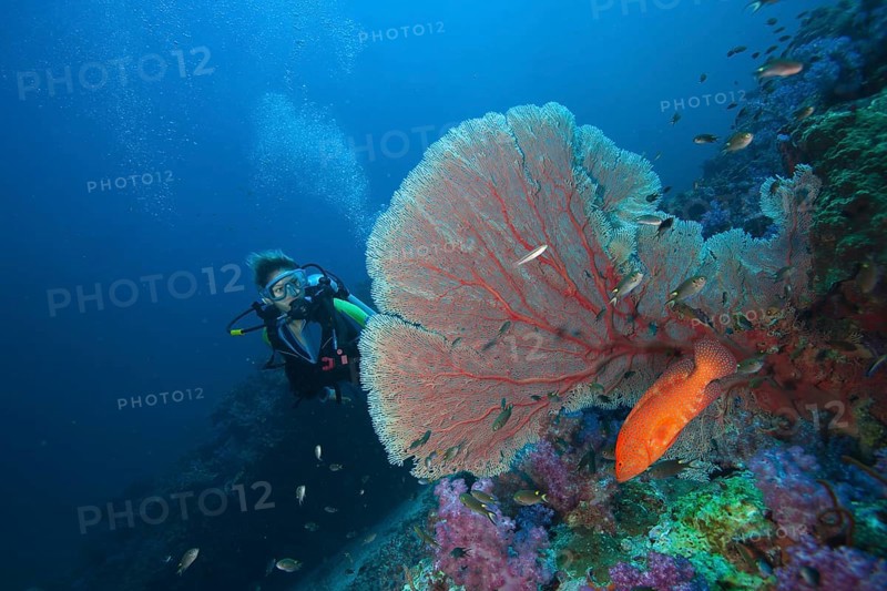 Scuba diver behind a sea fan watching a Miniata grouper