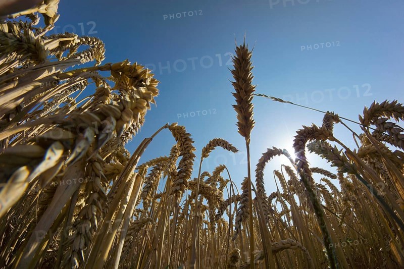 Wheat field