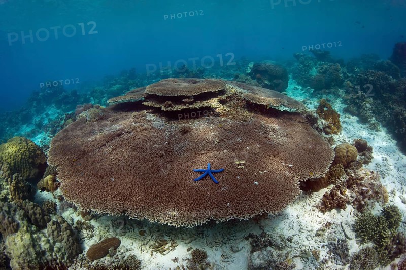 Intact coral reef with plate coral