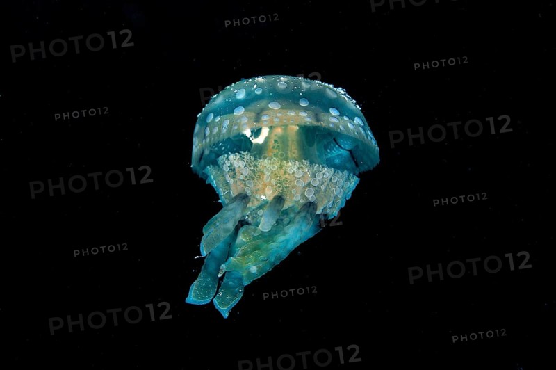Spotted Jelly or Lagoon Jelly (Mastigias papua)