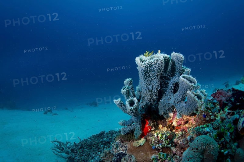 Coral reef with tube sponges