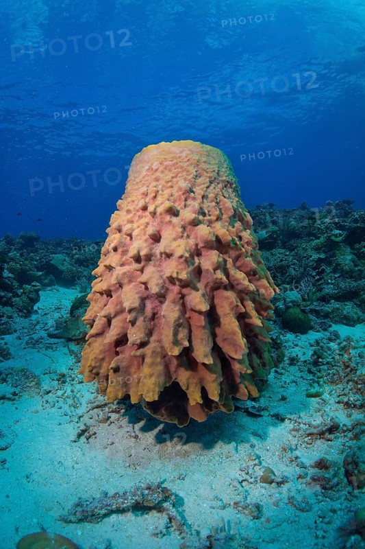 Large Barrel Sponge (Xestospongia testudinaria)