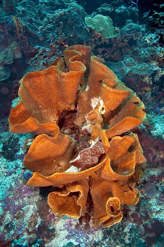 Large Elephant Ear Sponge (Ianthella basta) in a coral reef
