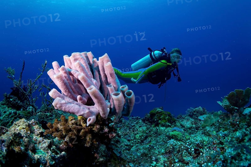 Scuba diver looking at a Tube Sponge (Niphates olemda)