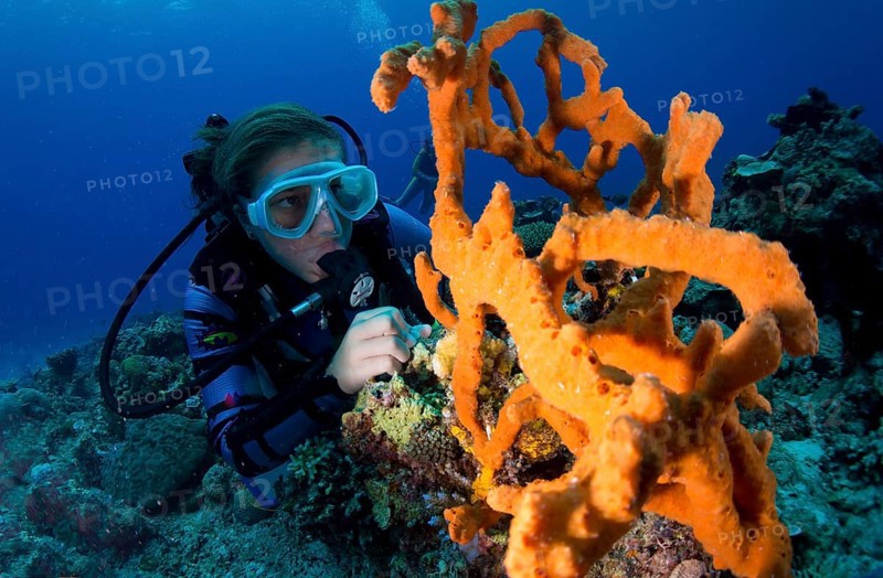 Scuba diver looking at a colorful Demosponge (Demospongiae)