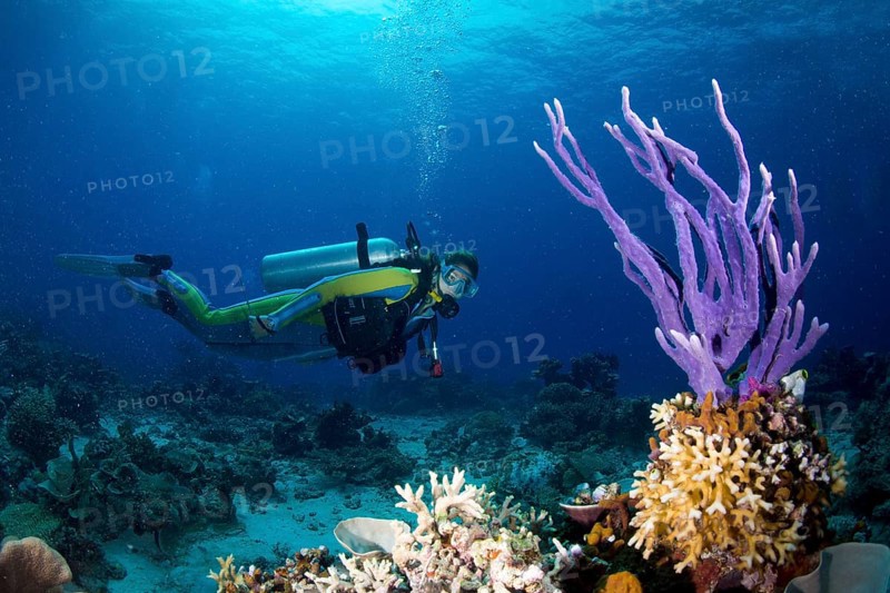 Scuba diver looking at a colorful Demosponge (Demospongiae)