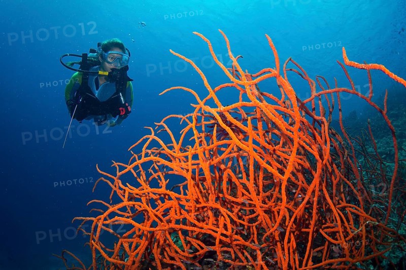 Scuba diver looking at a colorful Demosponge (Demospongiae)