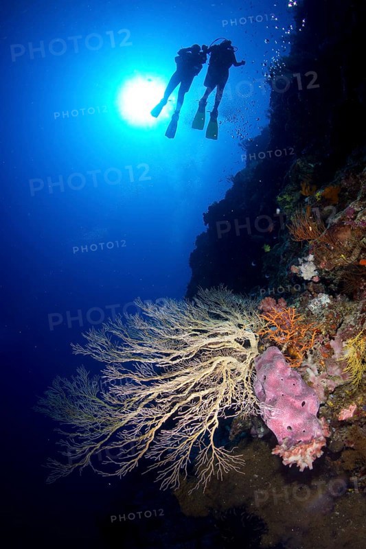 Large Gorgonian on a steep wall
