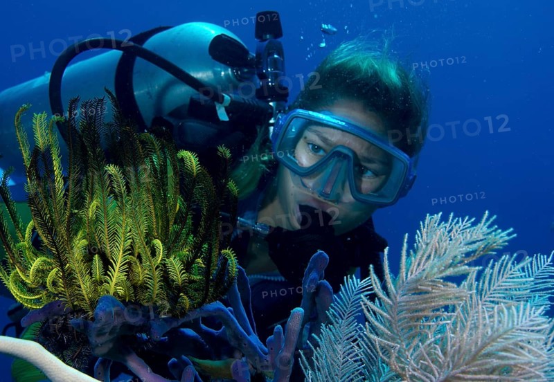 Scuba diver observing a Variable Bushy Feather Star (Comanthina schlegeli)