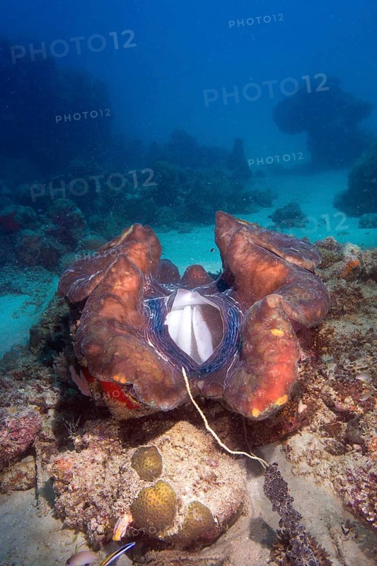 Maxima Clam or Giant Clam (Tridacna maxima)