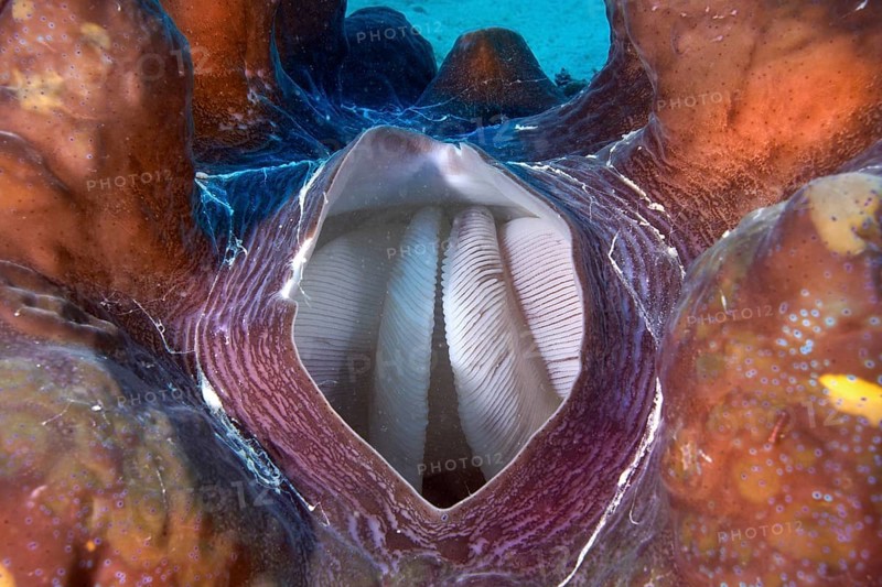 Maxima Clam or Giant Clam (Tridacna maxima)