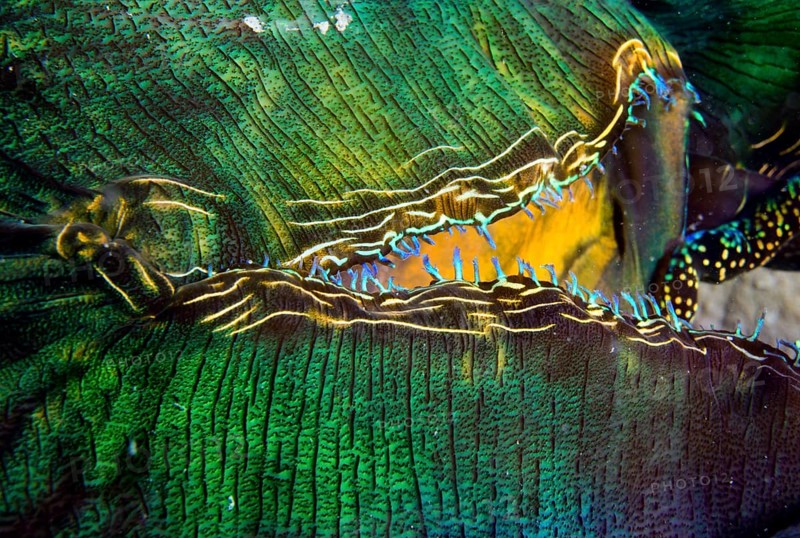Maxima Clam or Giant Clam (Tridacna maxima)