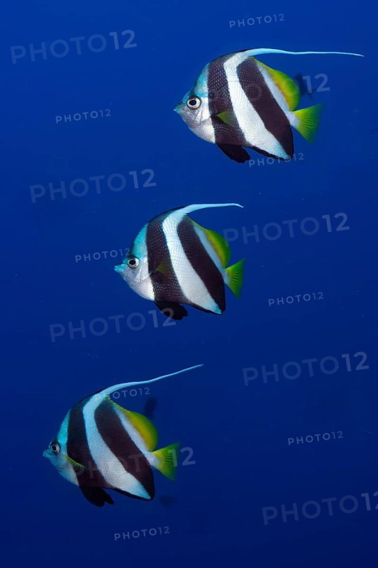 Schooling Bannerfish (Heniochus diphreutes)