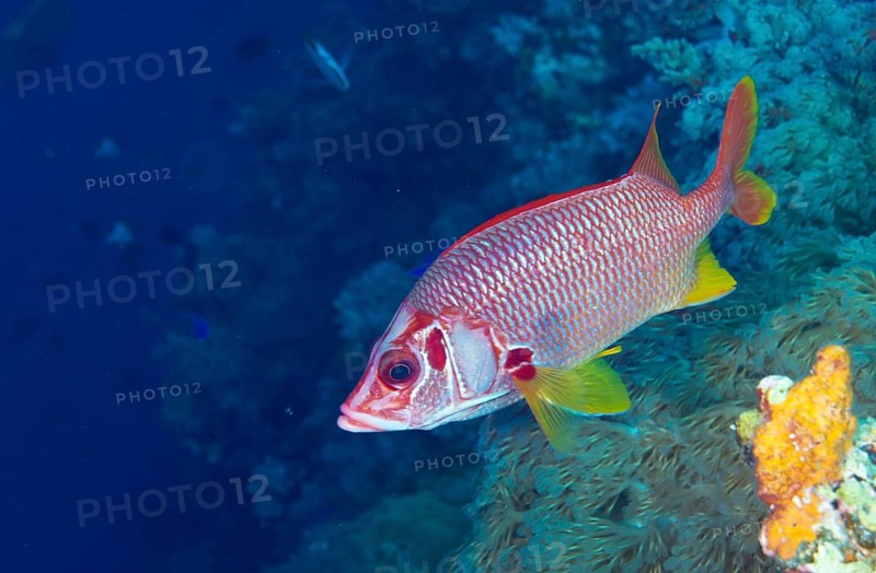Sabre Squirrelfish