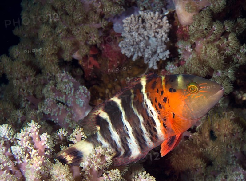 Red Breast Wrasse (Cheilinus fasciatus) in a coral reef